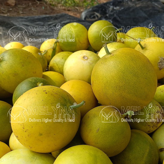 MELYNA AKSHAYA 711 slider image 5