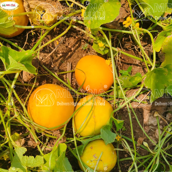 MELYNA AKSHAYA 711 slider image 1