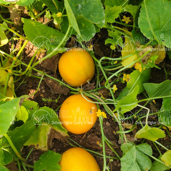 MELYNA AKSHAYA 711 slider image 2
