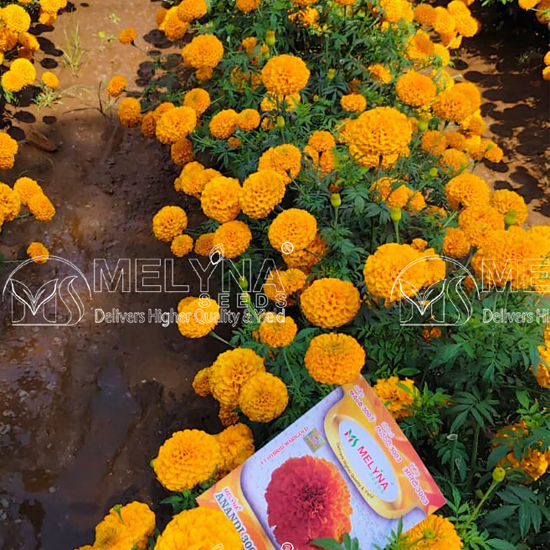 MELYNA ANANDI 3003 slider image 3