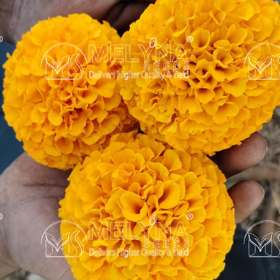 MELYNA ANANDI 3003 slider image 5