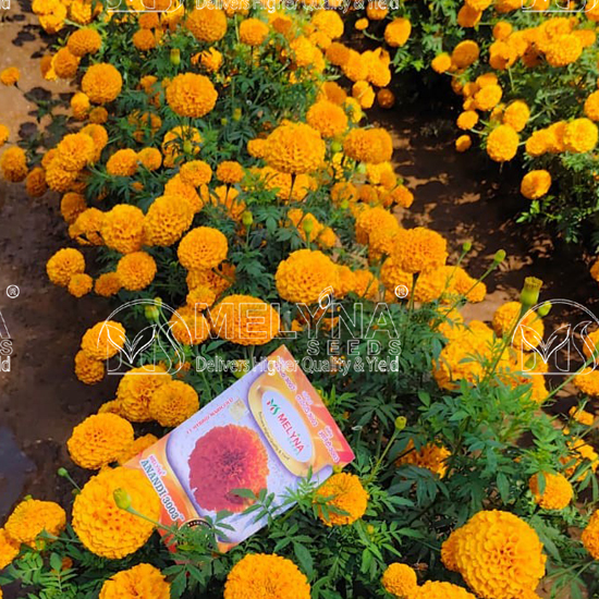 MELYNA ANANDI 3003 slider image 6