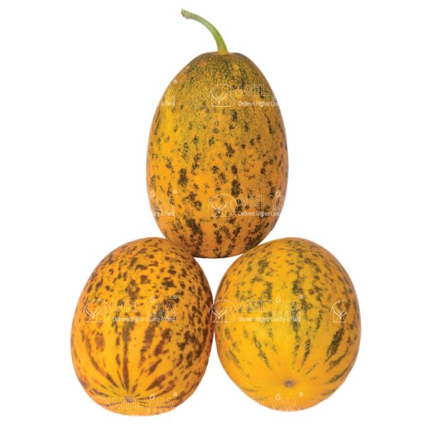 MELYNA ANJALI 722 slider image 1