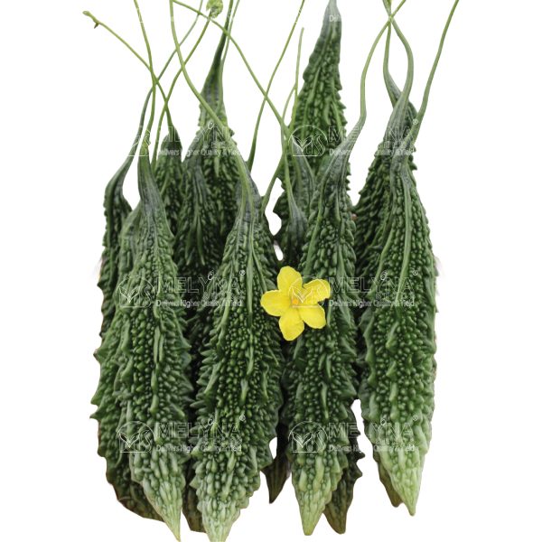 MELYNA ARUNA 556 slider image 1