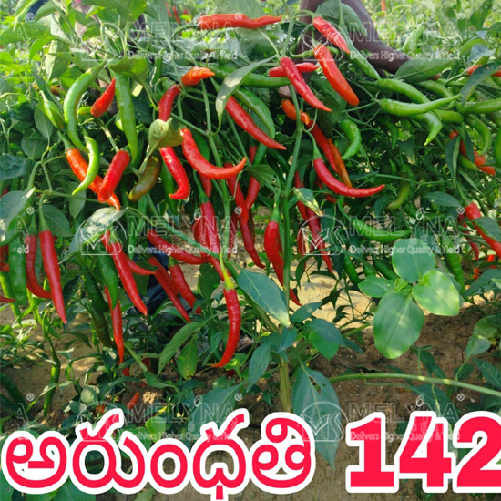 MELYNA ARUNDHATHI 142 slider image 6