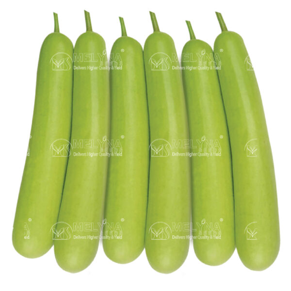 MELYNA BADAMI 449 slider image 1