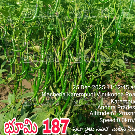 MELYNA BHOOMI 187 slider image 2
