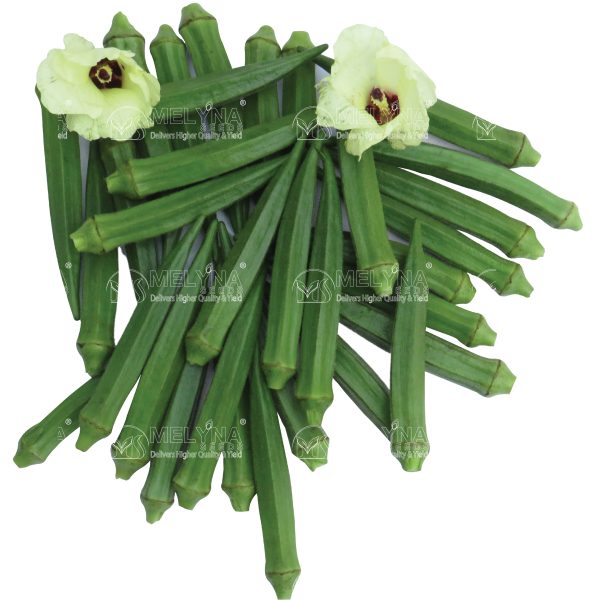 MELYNA CHANDANA 336 slider image 1