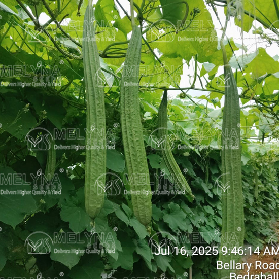 MELYNA DEEPA 669 slider image 1