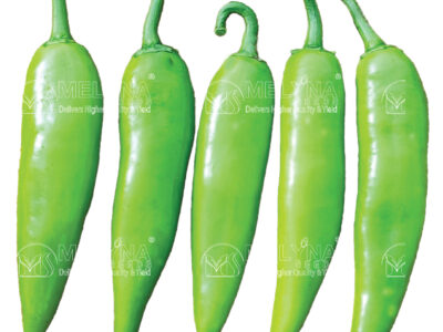 MELYNA DWARAKA 138