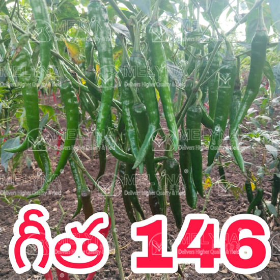 MELYNA GEETHA 146 slider image 8