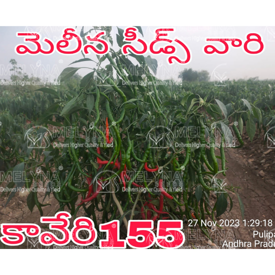 MELYNA KAVERI 155 slider image 7