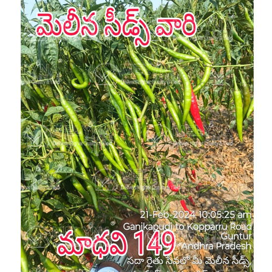 MELYNA MADHAVI 149 slider image 3