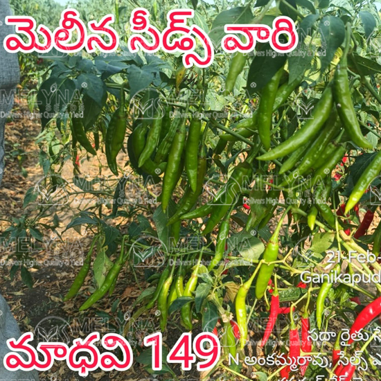 MELYNA MADHAVI 149 slider image 4