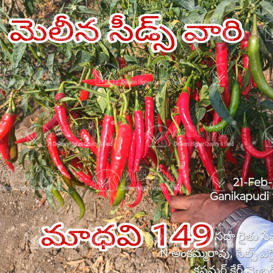 MELYNA MADHAVI 149 slider image 5