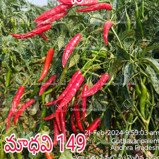 MELYNA MADHAVI 149 slider image 7