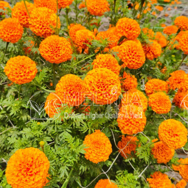 MELYNA ANANDI 3003 slider image 1