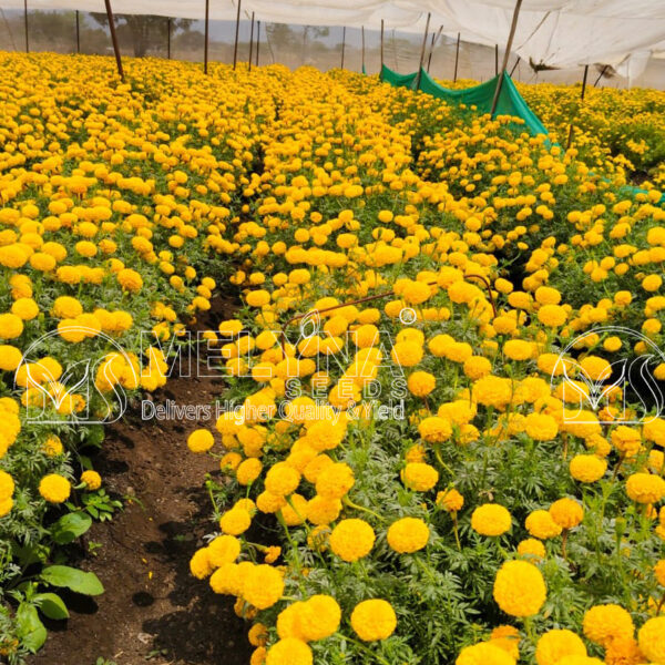 MELYNA NANDI 3001 slider image 6