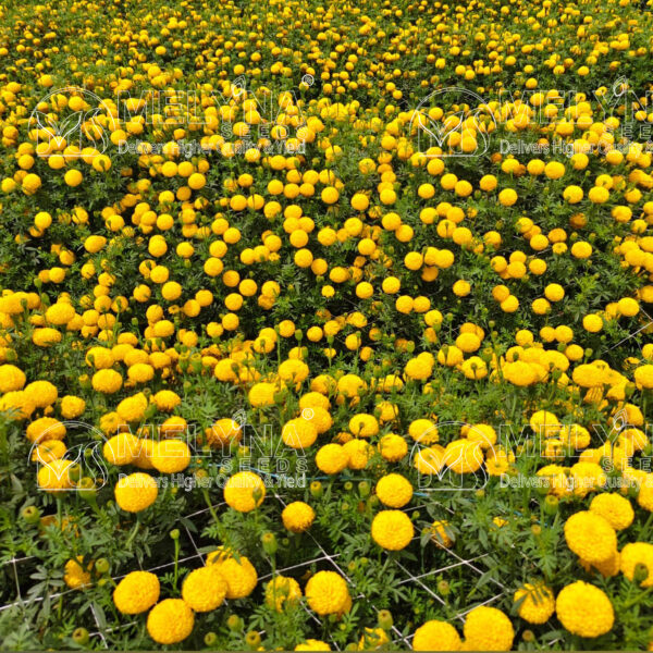 MELYNA NANDI 3001 slider image 7