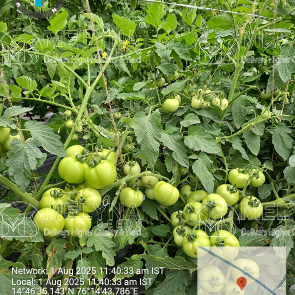 MELYNA ABHINAYA 213 slider image 3