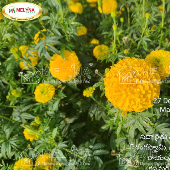 MELYNA NANDI 3001 slider image 5