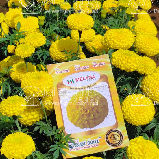 MELYNA NANDI 3001 slider image 2