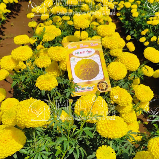 MELYNA NANDI 3001 slider image 3