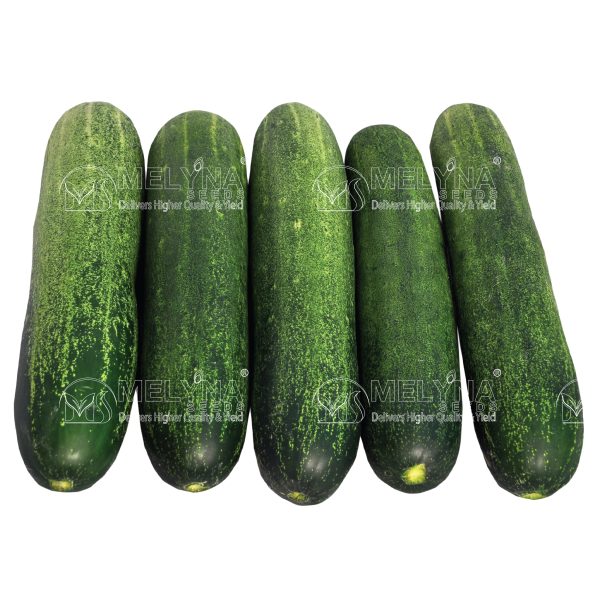 MNELYNA NEHA 775 slider image 1
