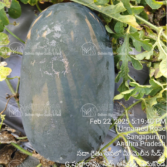 MELYNA PAVANI 889 slider image 2