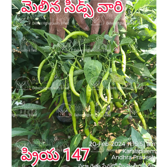 MELYNA PRIYA 147 slider image 2