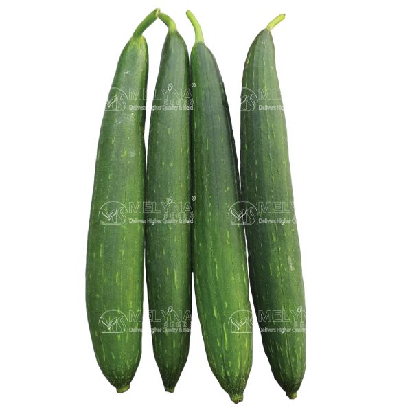 MELYNA RANI 665 slider image 1