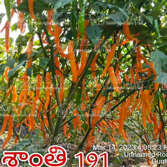 MELYNA SANTHI 191 slider image 5