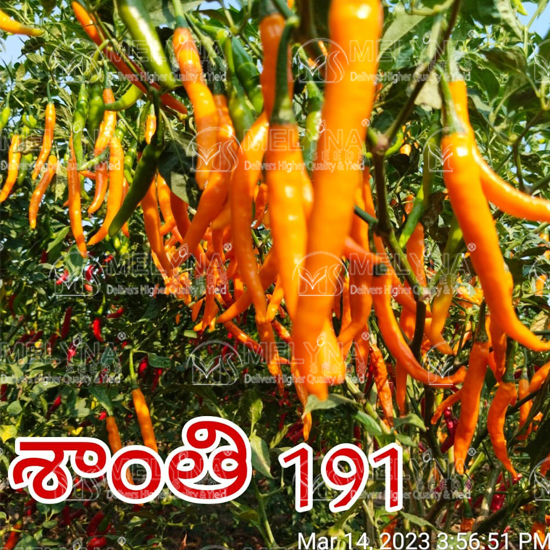 MELYNA SANTHI 191 slider image 7