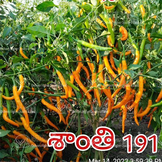 MELYNA SANTHI 191 slider image 8