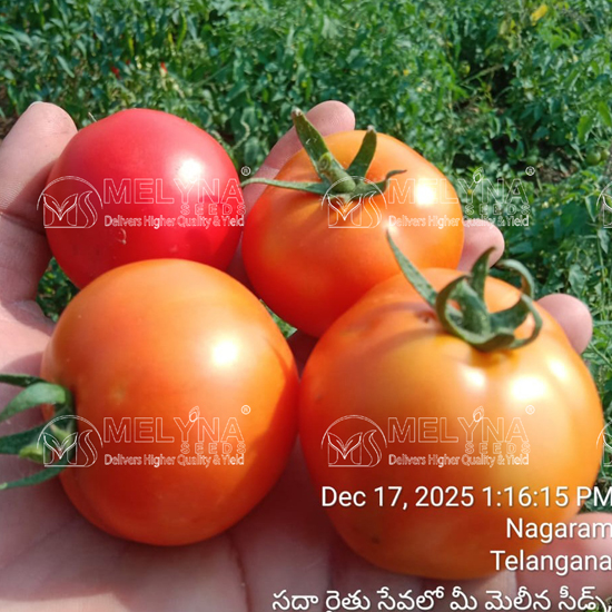 MELYNA SINDHU 224 slider image 2