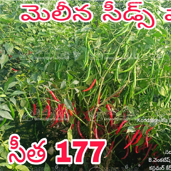 MELYNA SITA 177 slider image 6