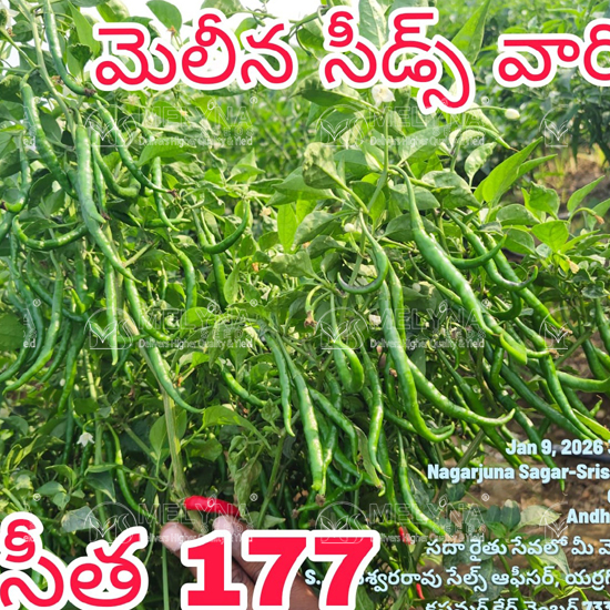 MELYNA SITA 177 slider image 2