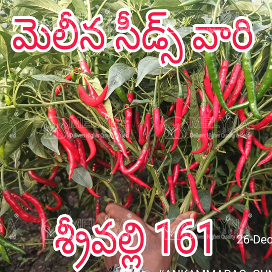 MELYNA SRIVALLI 161 slider image 2