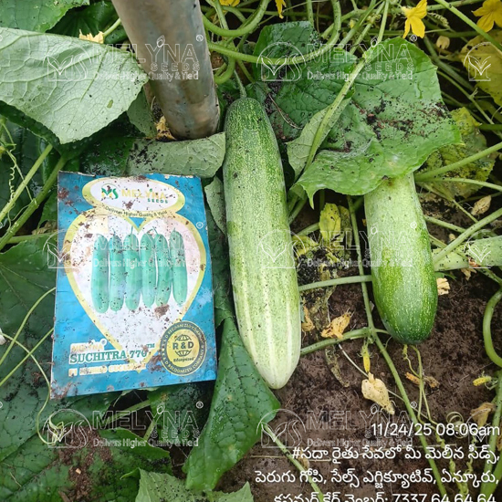 MELYNA SUCHITRA 770 slider image 2