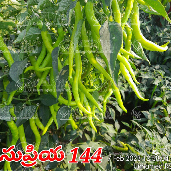MELYNA SUPRIYA 144 slider image 7