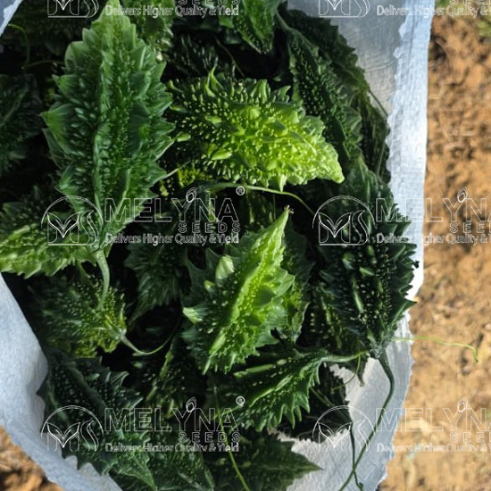 MELYNA USHA 559 slider image 3
