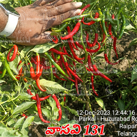 MELYNA VASAVI 131 slider image 9